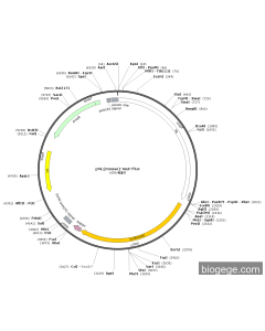 pNL(mouse)-mut-Fluc