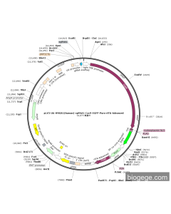 pLV3-U6-HMGB1(human)-sgRNA1-Cas9-EGFP-Puro-rtTA-Advanced