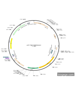 pLV2-Tight-DUXB(human)