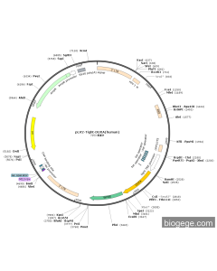 pLV2-Tight-DUXA(human)