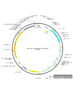 pPGK-Fluc-Car3(mouse)-3UTR-hRluc
