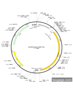 pKIR(human)-miniP-Fluc