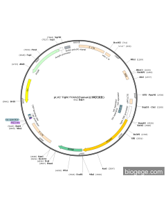 pLV2-Tight-FOXA2(human)(3synonymous mutations)