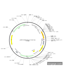 pCMV-IL3(human)-3×FLAG-Neo
