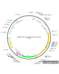 pHBAd-U6-MCS-CMV-Gask1b(mouse)-P2A-EGFP