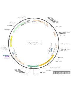 pLV2-Tight-MAP2K6(human)