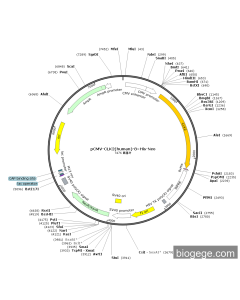 pCMV-CLK2(human)-8×His-Neo