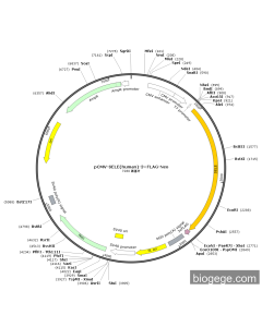 pCMV-SELE(human)-3×FLAG-Neo