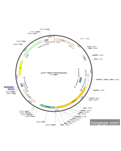 pLV2-Tight-FOXD3(human)