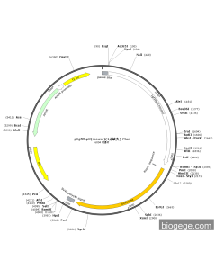 pIgf2bp3(mouse)(1 point missing)-Fluc