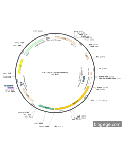 pLV2-Tight-ZNF280A(human)