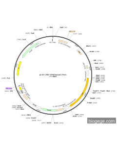 pLV3-CMV-VIM(human)-Puro