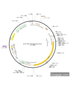pLV3-CMV-CDH1(human)-Puro