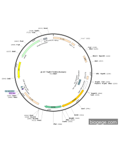 pLV2-Tight-FOXB1(human)