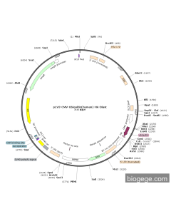 pLV3-CMV-Ubiquitin(human)-HA-Blast