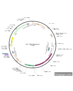 pLV2-Tight-Myc(human)