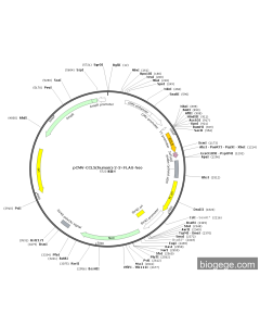 pCMV-CCL5(human)-2-3×FLAG-Neo