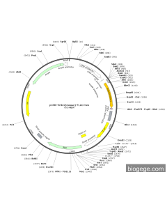 pCMV-Prdx2(mouse)-FLAG-Neo