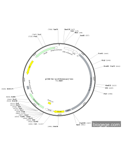 pCMV-lnc-uc.323(mouse)-Neo