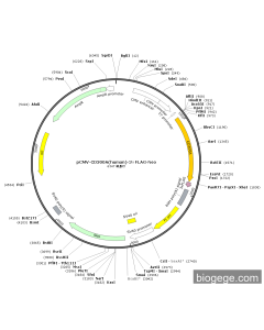 pCMV-CD300A(human)-3×FLAG-Neo