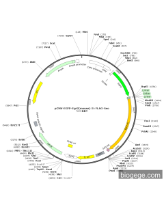 pCMV-EGFP-Egr2(mouse)-3×FLAG-Neo