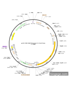 pLV3-CMV-MAP7(human)-3×FLAG-Puro