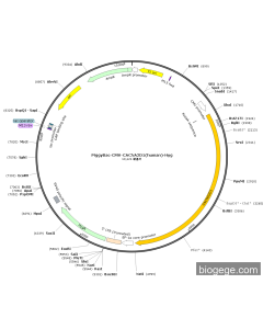 PiggyBac-CMV-CACNA2D1(human)-Hyg