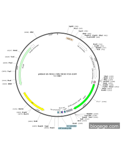 pHBAd-U6-MCS1-CMV-MCS2-P2A-EGFP