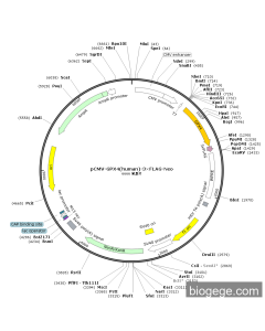 pCMV-GPX4(human)-3×FLAG-SECIS-Neo