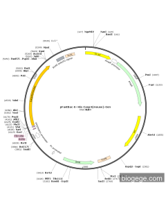 pFastBac-6×His-Casp4(mouse)-Gen