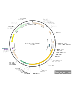 pLV2-Tight-FOXP1(human)