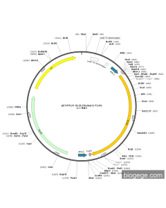 pENTR1A-GLUL(human)-FLAG