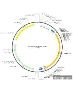 pENTR1A-YBX1(human)-FLAG