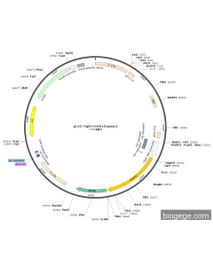 pLV2-Tight-FOXH1(human)