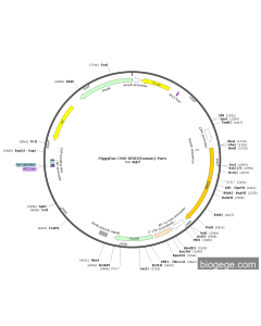 PiggyBac-CMV-DRD3(human)-Puro