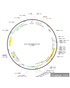 pLV3-CMV-Sirt6(rat)-Puro