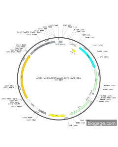 pPGK-Fluc-PHLPP2(human)-3UTR-mut4-hRluc