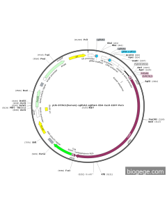 pU6-STING1(human)-sgRNA3-sgRNA4-CBH-Cas9-EGFP-Puro