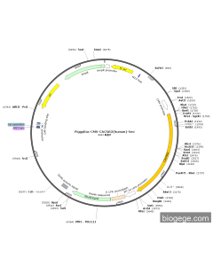 PiggyBac-CMV-CACNB2(human)-Neo