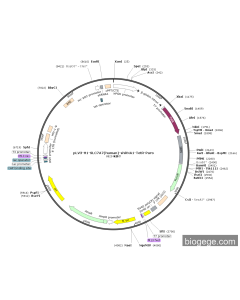 pLV3-H1-SLC7A7(human)-shRNA1-TetR-Puro