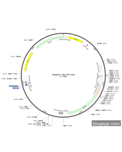PiggyBac-CMV-MCS-Hyg