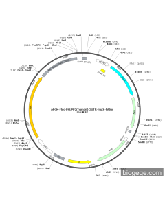 pPGK-Fluc-PHLPP2(human)-3UTR-mut6-hRluc