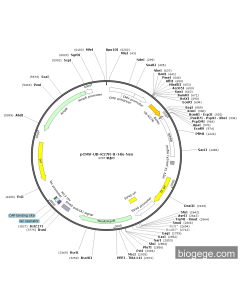 pCMV-UB-K27R-8×His-Neo