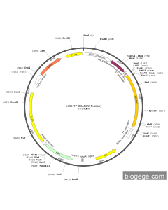 pGBKT7-SCARB2(human)