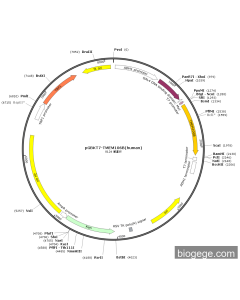 pGBKT7-TMEM106B(human)