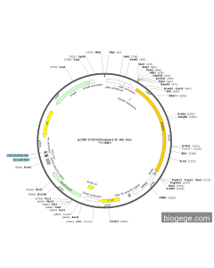 pCMV-FOXO3(human)-8×His-Neo