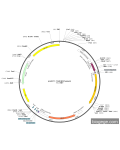pGADT7-TARDBP(human)