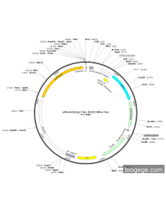 pMucin2(pig)-Fluc-SV40-hRluc-Neo