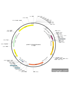 pGADT7-ATP6AP2(human)