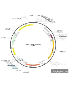 pGADT7-TMEM175(human)